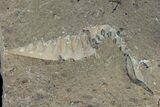 Lot: Unprepared Trilobites From Morocco (Zlichovaspis, Reedops?) #101607-13